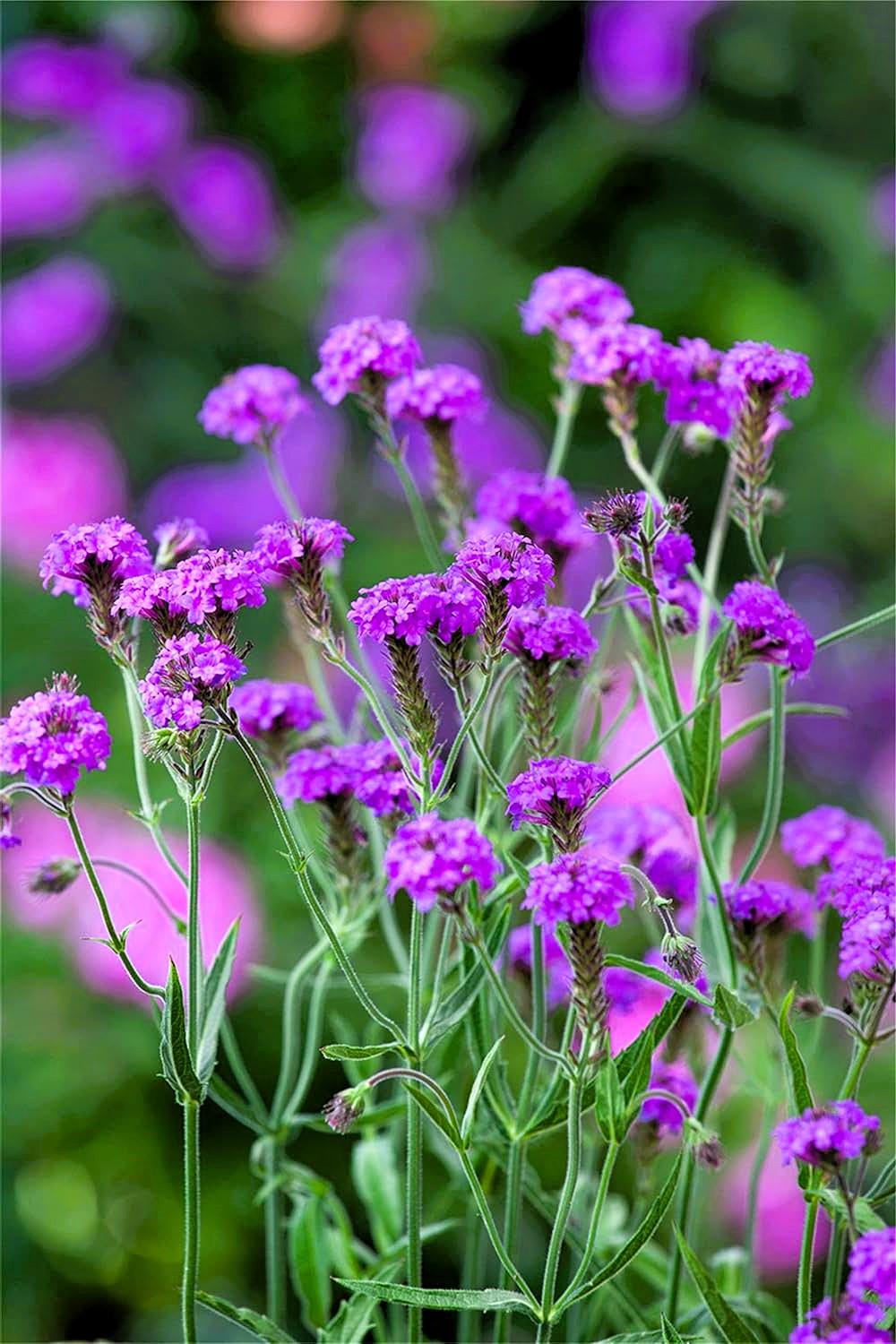 Deer Resistant Verbena
