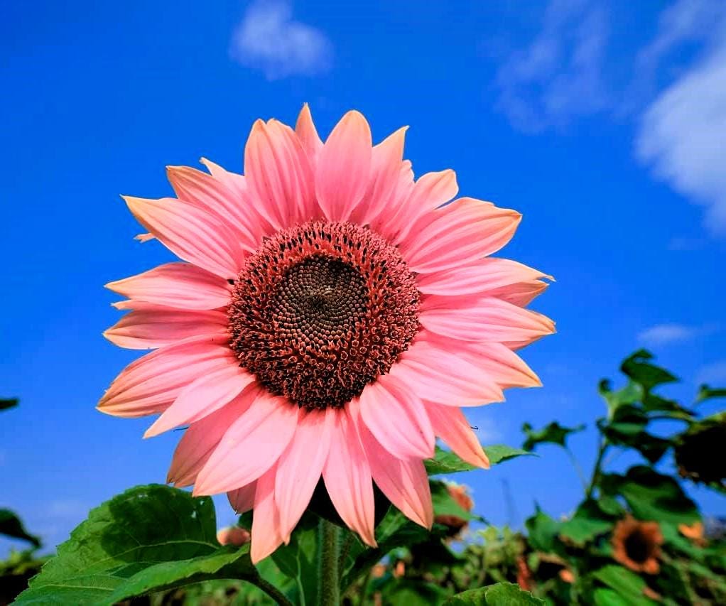 Pink Sunflower Seeds: Rare Garden Bonsai Flower (150+ Seeds) - Etsy