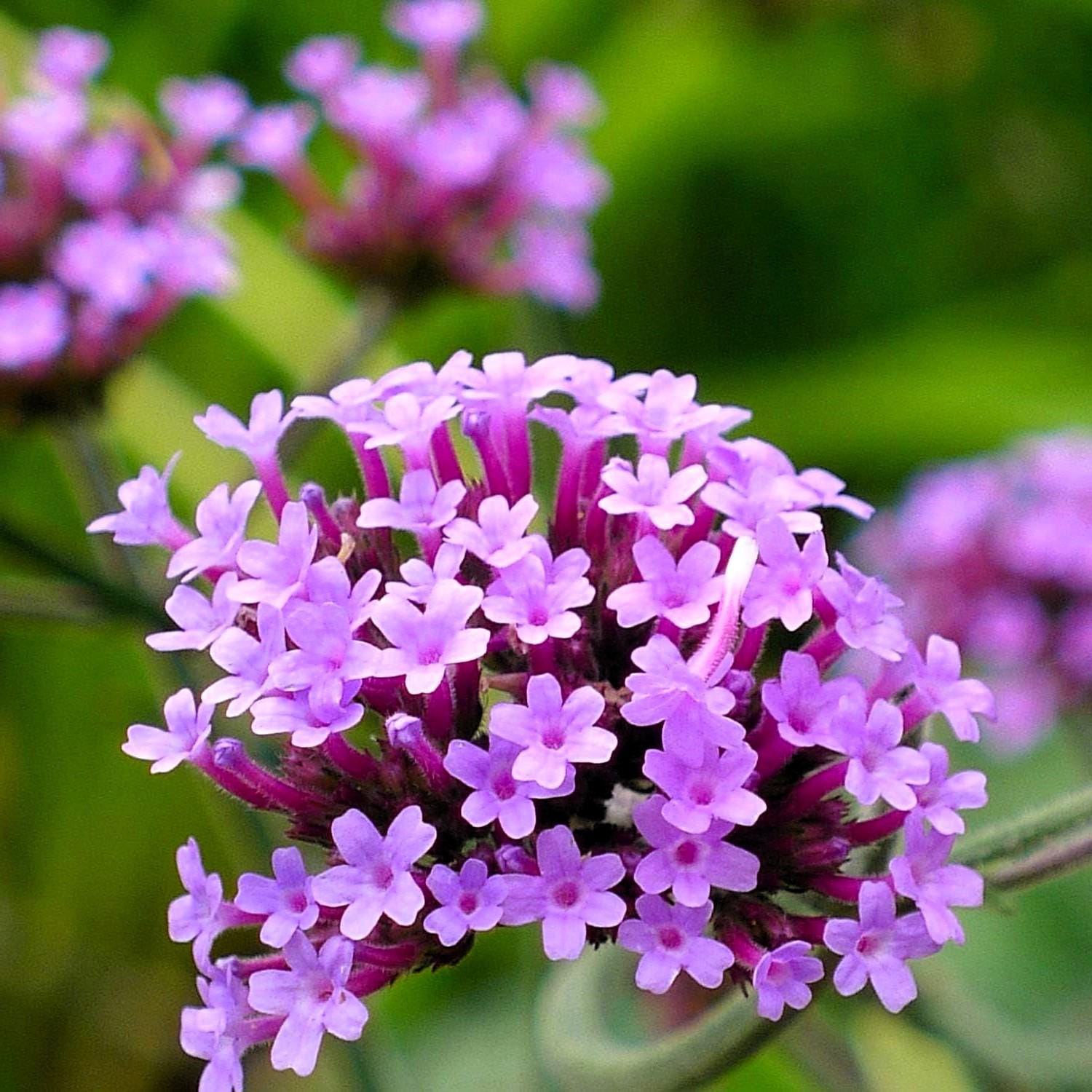 Deer Resistant Verbena