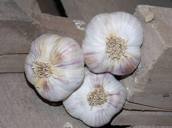 100 German Giant Garlic Seeds: Organic Home Garden Vegetable