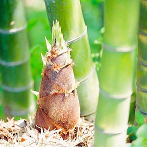 50+ Bamboo Seeds Pack, Perennial Evergreen Plant, Edible Shoots