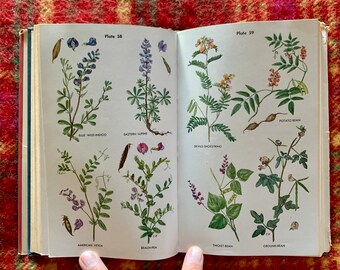 Wild Flower Guide, Northeastern and Midland United States