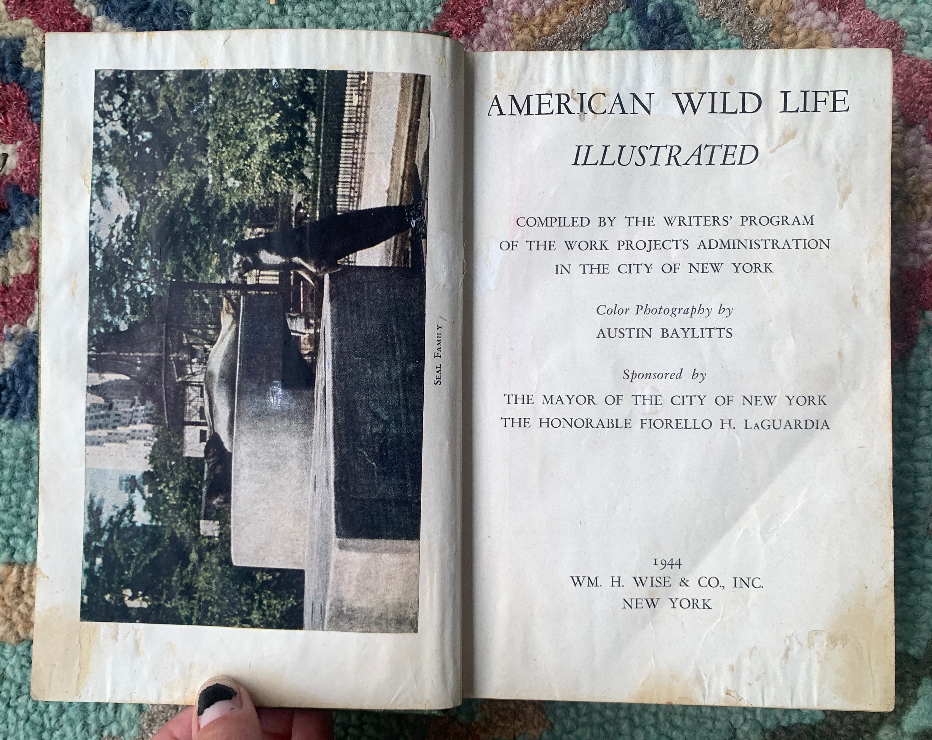 American Wildlife | 1944 Hardcover | Illustrated WPA Edition | NYC