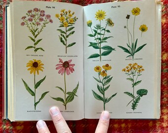 【2024最新作】 Wild Flower States United Midland and Northeastern Guide, 洋楽