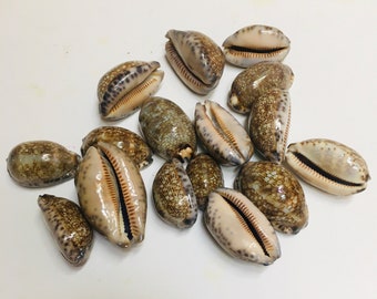 Mauritia arabica ~ The Large Arabian Cowry ~ 16 Pieces ~ Shell Crafting Gift