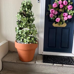 May include: A small potted topiary tree with green leaves in a terracotta pot. The tree is in front of a blue door with a pink flower wreath.