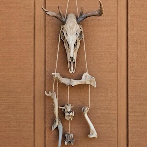 May include: A wall hanging mobile constructed from bleached animal bones, featuring a central deer skull with antlers at the top, suspended by thin twine strings that connect various smaller bone segments arranged in a vertical, tiered structure.