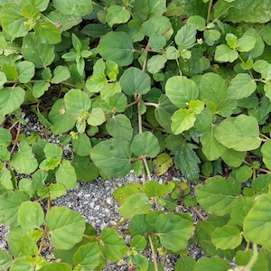 May include: A close-up view of a ground cover plant with round, green leaves and thin, brown stems. Small, yellow and white flowers are visible in the lower right corner. The plant is growing on a surface of small, gray stones.
