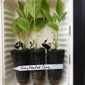 May include: Three green plant seedlings with exposed root balls encased in dark soil, arranged in a white rectangular tray. A white plastic plant marker is inserted into the soil, featuring the handwritten black text "Gray Headed Cone".