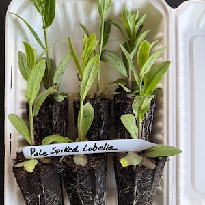 6-Pack Pale Spiked Lobelia (Lobelia spicata) Live Plugs| Native Wildflower| Zones 4-9| Dainty Tubular Flowers| Long Lasting Cut Flower| Gift