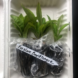 3-Pack Foxglove Beardtongue (Penstemon digitalis) Live Plugs| White-Pink Flowers| Lovely Cut Flower| Native Wildflower| Full Sun| Zones 4-8