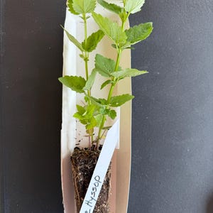 One Anise Hyssop (Agastache foeniculum) Live Plug| Native Wildflower| Soft Purple Blooms| Nectar Rich| Zones 3-8| Fragrant Foliage| Full Sun