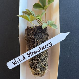 May include: A wild strawberry plant with green leaves and a root system, presented in a white rectangular container. A white label with the words "Wild Strawberry" is placed in front of the plant.