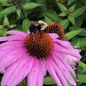May include: A close-up of a bee on a pink coneflower. The bee is black and yellow, and the flower has a dark orange center. Green leaves are in the background.