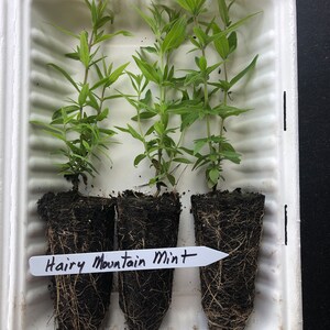 May include: Three potted hairy mountain mint plants with roots showing in a white styrofoam container. The plants are labeled "Hairy Mountain Mint".