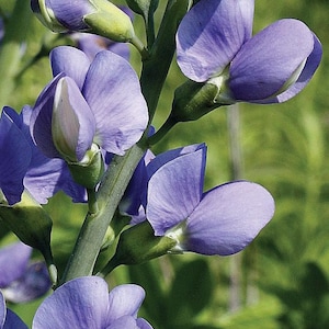 Wild Indigo Flower (Baptisia australis) Seed| Midwest Native Wildflower Seed| Makes Blue Dye| Cottage Garden| Thank You Seed Gift Included