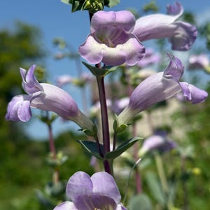 May include: Close-up of a Penstemon flower with lavender petals and white throats. The flower is in full bloom, with several blossoms visible on a tall, slender stem. Green leaves and buds are also present, set against a blurred background of greenery and a blue sky.