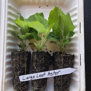 One 6-Pack Large Leaf Aster (Eurybia macrophylla) Live Plug| Native Wildflower| Hardy Zones 3-8| Violet Flowers| Prefers Shade| Attract Bees