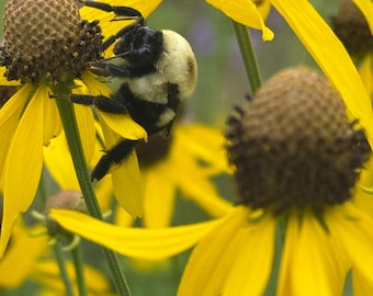 Gray-Headed Coneflower (Ratibida pinnata) Seed| Native Wildflower Seed| Yellow Flowers| Full Sun| Zones 3-9| Grows 3-5' Tall| Summer Blooms