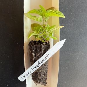 6-Pack Downy Wood Mint (Blephilia ciliata) Live Plugs| Native Wildflower| Light Purple Blooms| Fragrant Flower| Nectar Rich| Deer Resistant