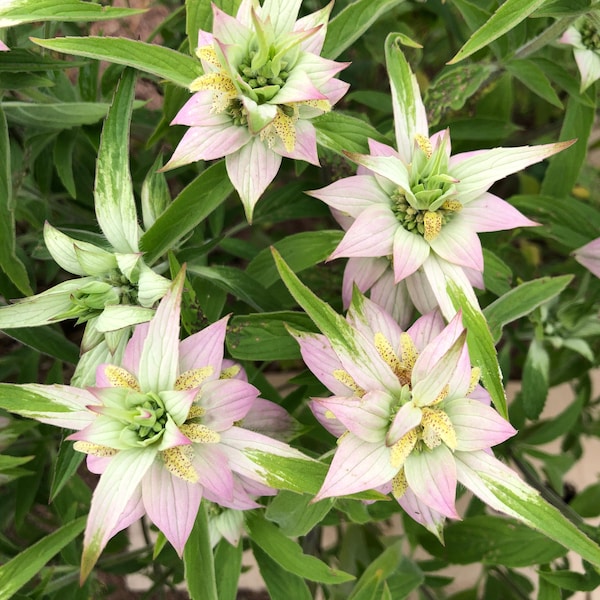 Dotted Horsemint (Monarda punctata) Seeds| Native Wildflower Seeds| Cottage Garden| Cream and Yellow blooms With Purple Bracts| Fragrant