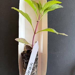 One Blue Vervain (Verbena hastata) Live Plug| Native Wildflower| Blue-Violet Flowers| Summer Blooms| Nectar And Pollen Rich| Nice Cut Flower
