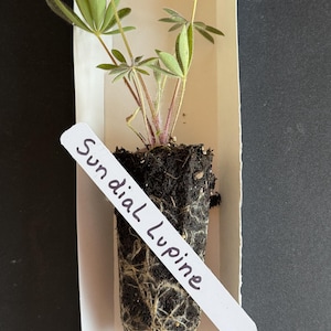 One Sundial Lupine (Lupinus perennis) Live Plug|  Native Wildflower| Fragrant Blooms| Stunning Blue-Purple Flowers| Full sun| Zones 3-8