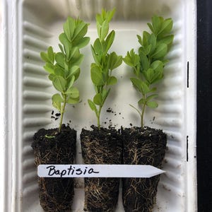 One Blue Wild Indigo (Baptisia australis) Live Plug| Native Wildflower| Purple Flower| Host Plant| Perennial| Hardy Zone 3-9| Cottage Garden
