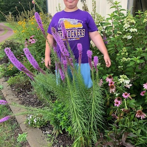 Liatris Spicata Seeds: Purple Blazing Star Wildflower, Nectar Rich