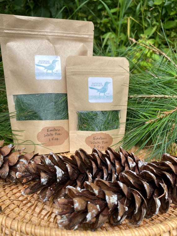 Fresh Eastern White Pine Needles | Harvested to Order | Pinus strobus | Organic Farm Grown | Pine Needle Tea