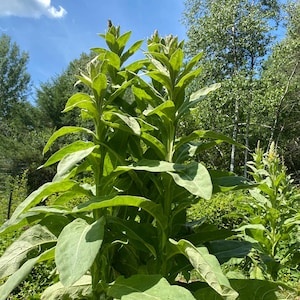 Organic Dried Mullein Leaf | Verbascum thapsus | Hand Harvested | Loose Leaf Herb | Farm Grown