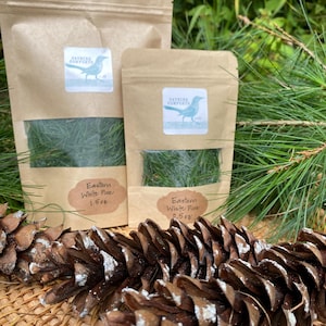 Fresh Organic Eastern White Pine Needles – Hand-Harvested to Order