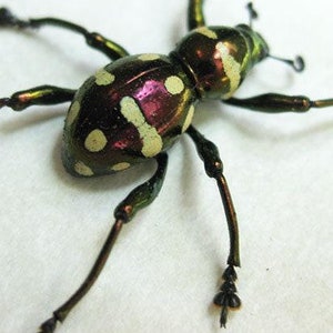 Real Weevil Beetle Pachyrhynchus Helenperrinae Rare Framed Entomology Shadowbox