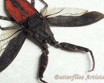 Waterschorpioen Nepa Rubra grote echte ingelijste entomologieverzamelobjecten Shadowbox