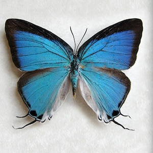 Blue Hairstreak Pseudolycaena Marsyas Real Butterfly Framed Entomology Shadowbox