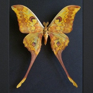 Rare Indonesian Moon Moth Actias Groenendaeli Acutapex Framed Entomology Display