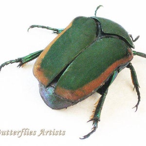 June Bug Cotinis Mutabilis Real Beetle Framed Entomology Collectible Shadowbox