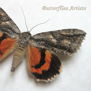 Large Red Underwing Catocala Parta Real Moth Framed Entomology Shadowbox