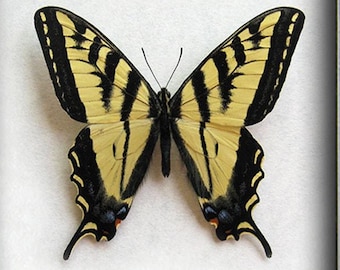 Western Tiger Swallowtail Papilio Rutulus Butterfly Framed Entomology Shadowbox
