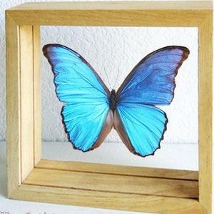 Brilliant Blue Morpho Menelaus Didius Butterfly Entomology Double Glass Display