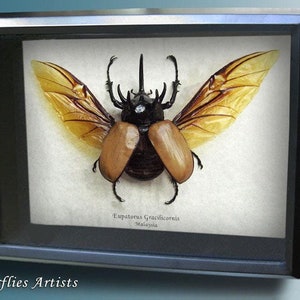 Five Horned Eupatorus Gracilicornis Rhinoceros Beetle Framed Entomology Shadowbox