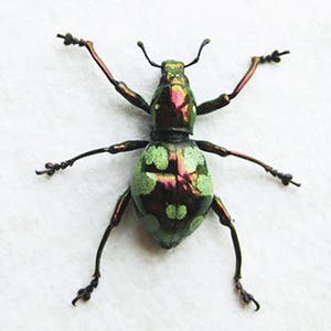Weevil Mania Pachyrhynchus Apoensis Real Beetle Entomology Collectible Display