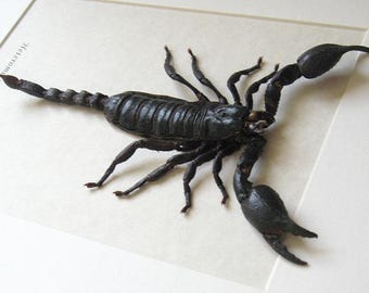 Dierenriemcadeau echte gigantische zwarte schorpioen Heterometrus Laoticus Entomologie Shadowbox