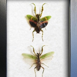 Real Creobroter Gemmatus Pair Jeweled Flower Mantis Framed Entomology Shadowbox