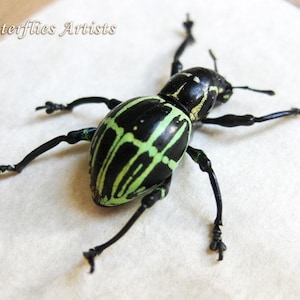 Weevil Green Stripes Beetle Pachyrrhynchus Phaeleratus Framed Entomology Shadowbox