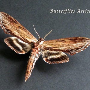 Hawkmoth Laurel Sphinx Kalmiae Real Moth Framed Entomology Shadowbox