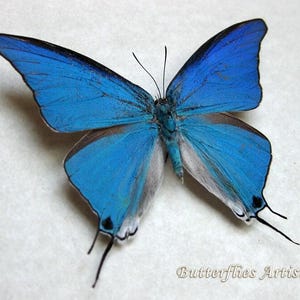Sky Blue Hairstreak Pseudolycaena Damo Real Butterfly Framed Entomology Shadowbox