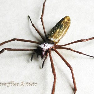 Araña tejedora orbe dorada real Trichonephila Clavipes, enmarcada en caja de sombras para entomología