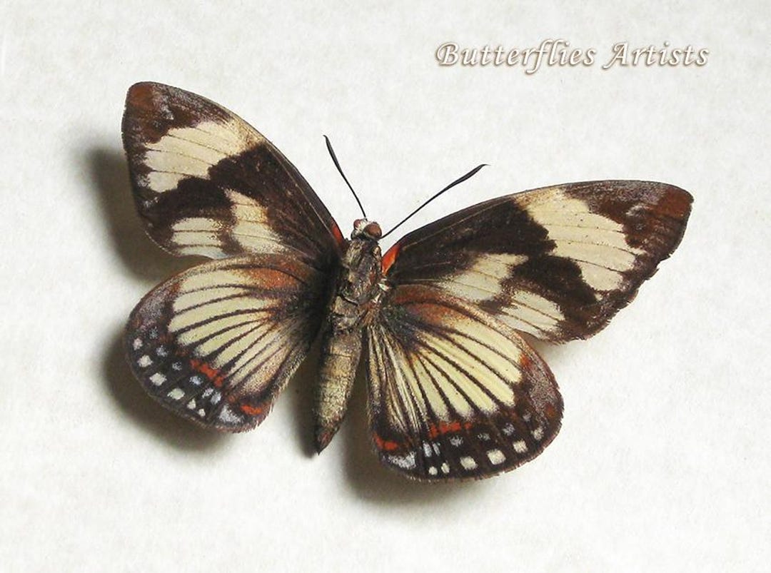 Satrapes Very RARE Castnia Imara Satrapes Real Moth Framed Entomology Shadowbox ...
