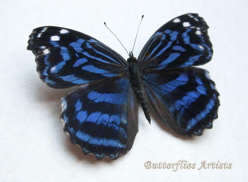 Mexican Bluewing Myscelia Ethusa Real Butterfly Entomology Collectible Shadowbox